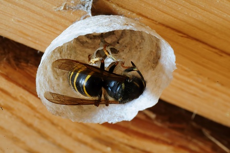 wasp building nest