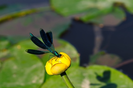 dragonflyの写真素材