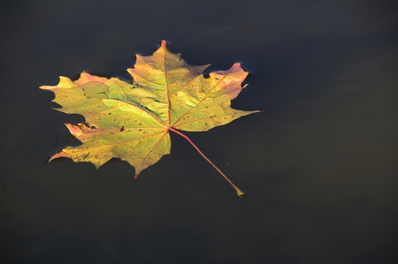 maple leafの写真素材