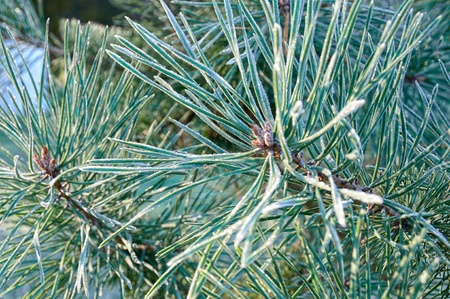 Pine needles