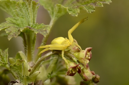 The spider sitting on a branch of a currantの写真素材