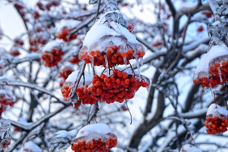The trees covered with ice, after a winter rainの写真素材