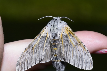  Night butterfly, poplar sphinx maleの写真素材