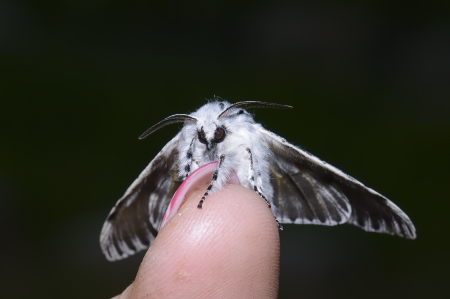 Night butterfly, poplar sphinx maleの写真素材