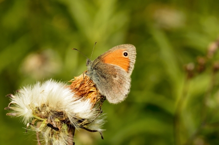 butterfly の写真素材