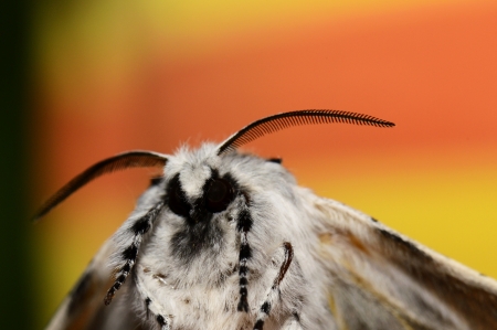 Resting butterfly on handの写真素材