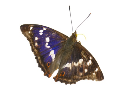  butterfly isolated on white backgroundの写真素材