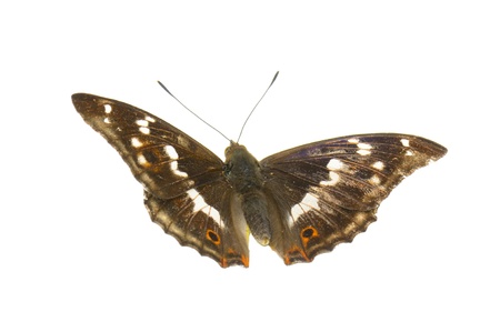  butterfly isolated on white backgroundの写真素材