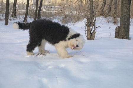 Young bobtail playing in the snow. AdobeRGBの写真素材
