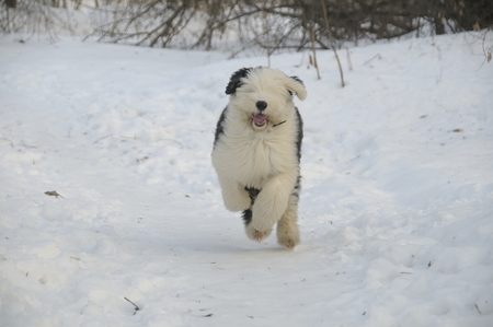 Young bobtail playing in the snow. AdobeRGBの写真素材