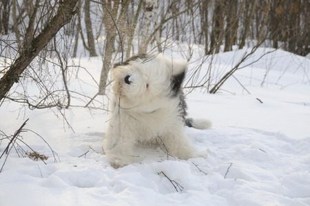 Young bobtail playing in the snow. AdobeRGBの写真素材