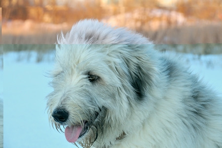 Portrait of a South Russian shepherdの写真素材