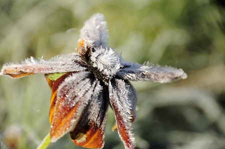 A frozen flower covered with frost.の写真素材