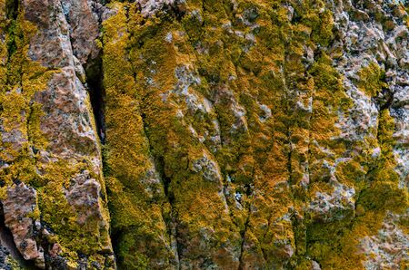 Wall of large natural stones, covered with yellow beautiful moss.の写真素材