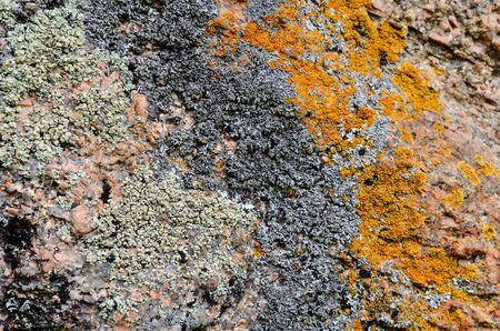 Wall of large natural stones, covered with yellow black green moss.の写真素材
