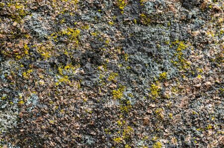 lichens and moss as background old rock textureの写真素材