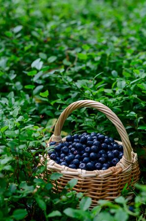 Basket with blueberries on bush of bilberryの写真素材