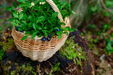 Blueberries and bilberry in basket in summer forestの写真素材