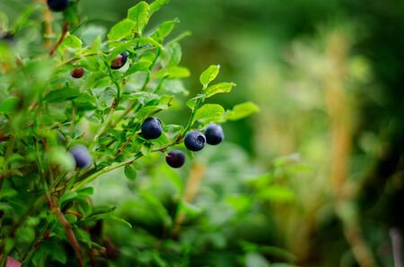 Bush of a ripe bilberry and blueberry in the summer closeupの写真素材