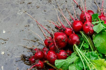 Wet bunch of radishes on cement background in gardenの写真素材