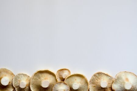 autumn Photo of Lactarius vellereus on the whiteの写真素材