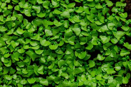Green sprout background. Environmental protection.の写真素材