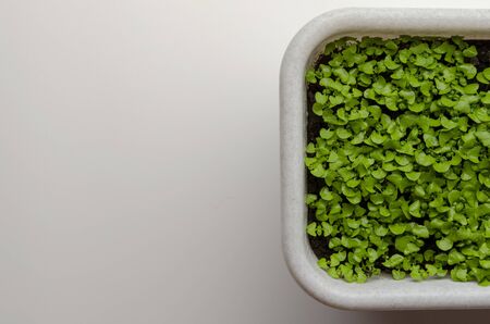 Green sprout background. Environmental protection Agricultureの写真素材