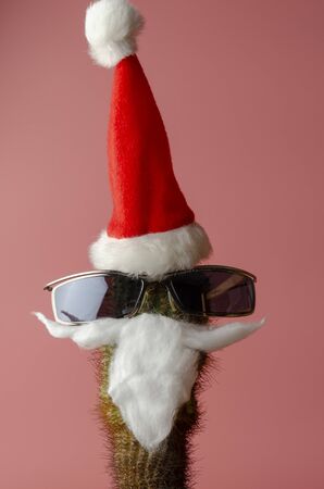 Funny decorated cactus with Santa's hatの写真素材