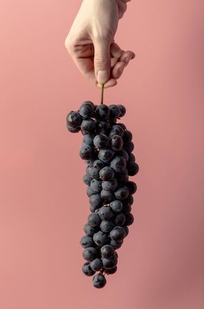 Bunch of grapes in hands, composition of a bunch of grapes in hand, on a pink backgroundの写真素材