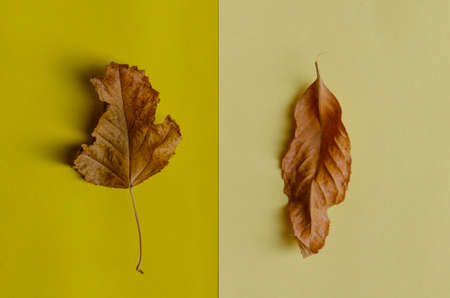 Autumn Arrives. Fall Background. Minimal. Vintage fashionable autumnal conceptの写真素材