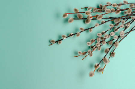 willow tree branch on colorful background. Easter, springの写真素材