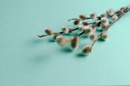 willow tree branch on colorful background. Easter, spring background