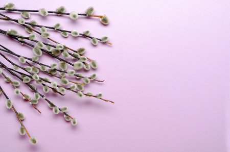 willow tree branch on colorful background. Easter, spring background