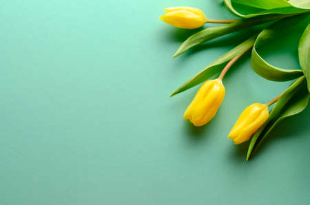 Background with yellow tulips on turquoise background. Place for textの写真素材