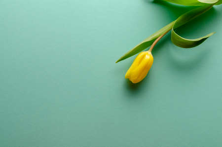 Background with yellow tulips on turquoise background. Place for textの写真素材
