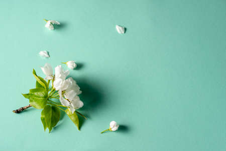 Blossom flowers on turquoise background. Spring. Copy space.