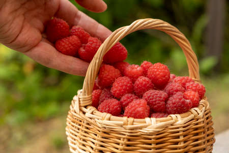 Man's nad harvest red raspberries on branch. Harvest on
