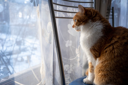 Ginger cat looks out the window, close-up, soft selective focus. Winter Holiday.の写真素材