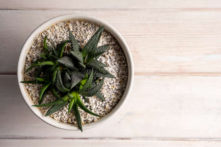 Succulent in pot on wooden table background. Copy space.の写真素材