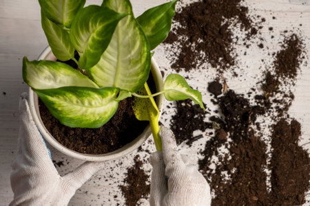 Plant transplant, womans hands in gloves care houseplant and transplant houseplant into a potの写真素材