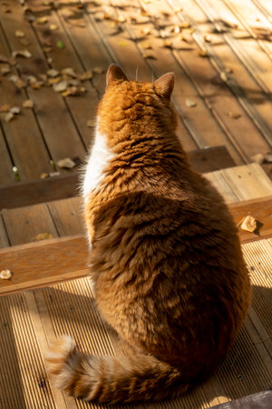 The ginger cat sits on a terrace on a sunny autumn dayの写真素材