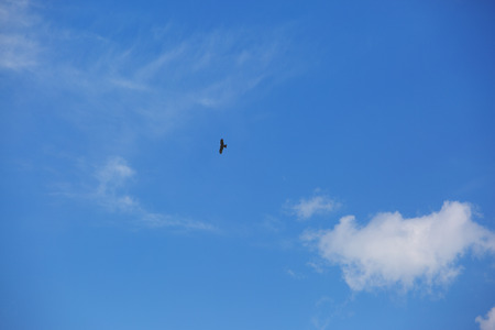 Black Kite against the beautiful sky, in search of food over the river.