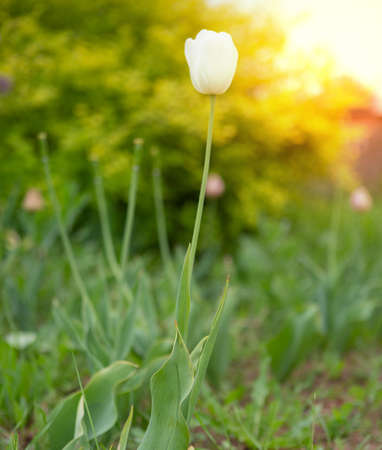 Amazing nature of white tulips under sunlight at the middle of summer or spring day landscape. Natural view of flower blooming in the garden with green grass as a background.の写真素材