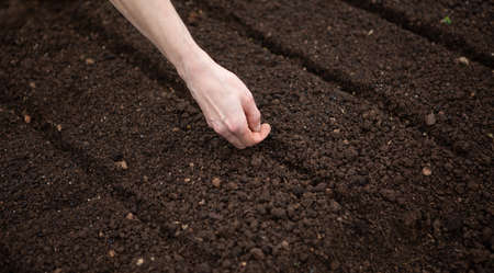 Spring or summer planting of seeds in a freshly cut bed