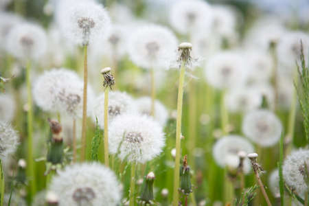 Dandelion in the meadow against the background of sunlight. Flower cloud