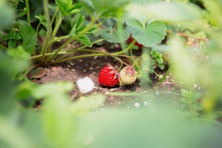 ripe and sweet strawberries in the summer garden, a berry full of vitaminsの写真素材
