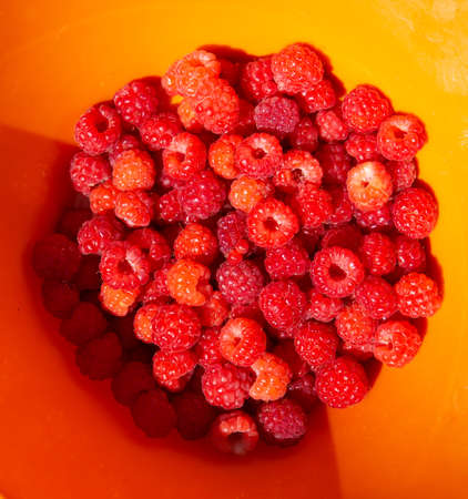 fresh and juicy berries of freshly picked raspberries in an orange plate