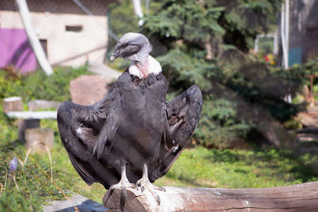 A vulture sits in a zoo cage.A vulture sits in a huge zoo cage