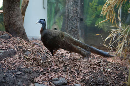 A pheasant caught by hunters in a cage. The animal in the zoo pleases adults and children.