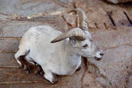 Female mountain goat lying on a rock while restingの写真素材